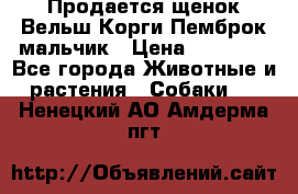 Продается щенок Вельш Корги Пемброк мальчик › Цена ­ 65 000 - Все города Животные и растения » Собаки   . Ненецкий АО,Амдерма пгт